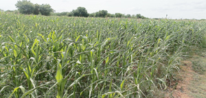 ఎండుతున్న పంటలు