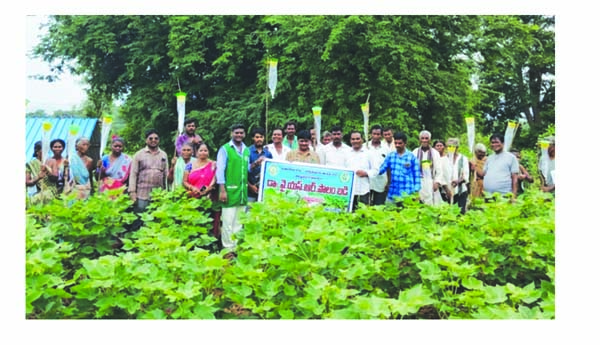 లింగాకర్షణ బుట్టలతో పురుగులు నియంత్రణ