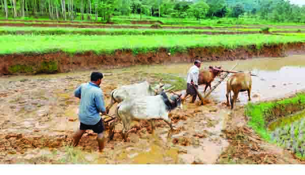 మన్యంలో జోరుగా సాగు పనులు