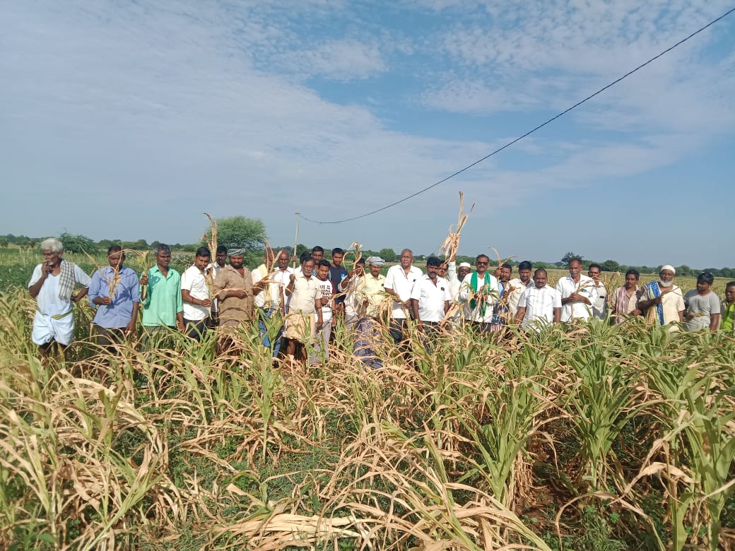 ఎండిపోయిన మొక్కజొన్న పంటను పరిశీలిస్తున్న రైతు సంఘం నాయకులు