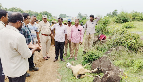 గొర్రెను చంపిన పులి