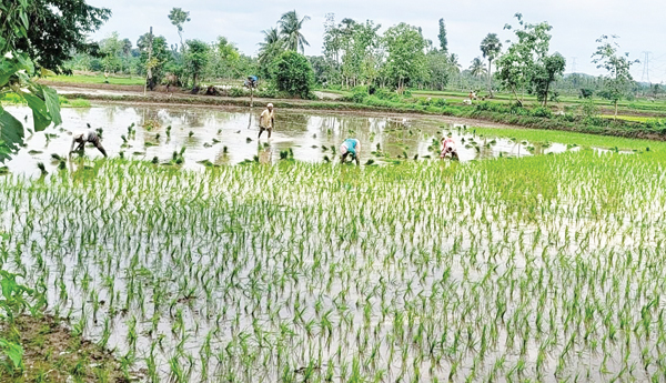 సాగుకు సానుకూలం