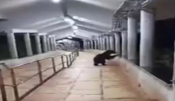 /Bear-bustle-on-Tirumala-footpath