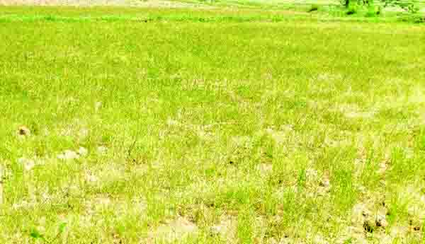 జాడలేని చినుకు