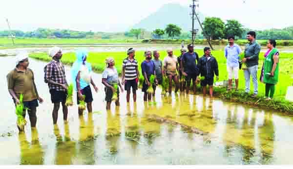 వరి నాట్లలో జాగ్రత్తలు పాటించాలి