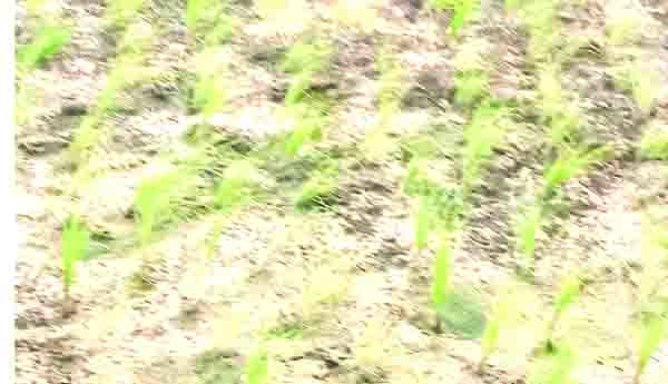ఆరంభంలోనే రైతులకు కష్టాలు
