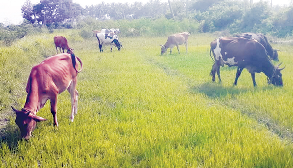 కరుణించని వరుణుడు