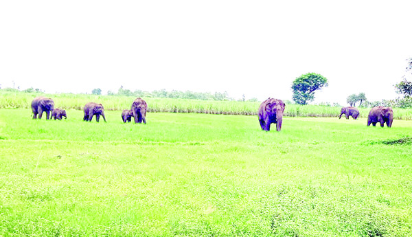 ఏనుగుల దాడిలో మృతి చెందిన ఆవు