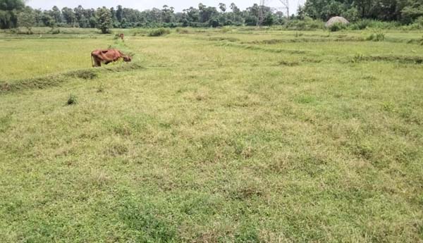 బీడువారుతున్న భూములు