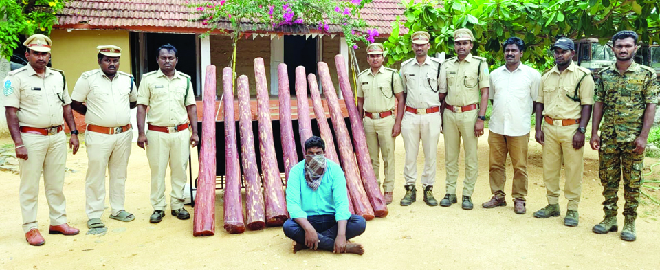 పోలీసుల అదుపులో ఎర్రచందనం స్మగ్లర్‌, స్వాధీనం చేసుకున్న ఎర్రచందనం దుంగలు