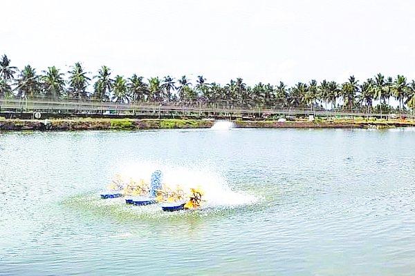 ఒడిదుడుకుల ఆక్వా