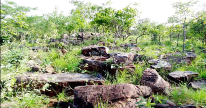 సామాజిక అడవులకు కాసుల కష్టం 