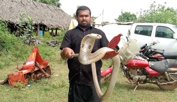 7-feets-snake-in-jangareddigudem