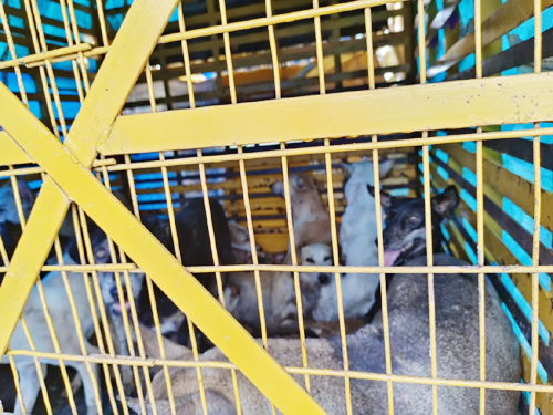 వీధి కుక్కలు పట్టివేత