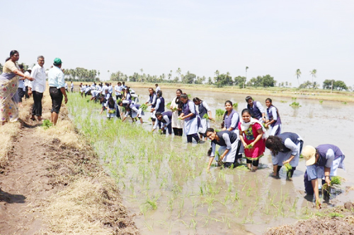 వ్యవసాయ విద్యార్థులు వరి నాట్లు వేస్తున్న దృశ్యం