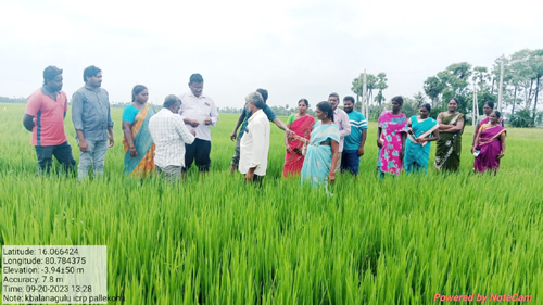 వరి పంట పొలాన్ని పరిశీలిస్తున్న ప్రకృతి వ్యవసాయ అధికారులు