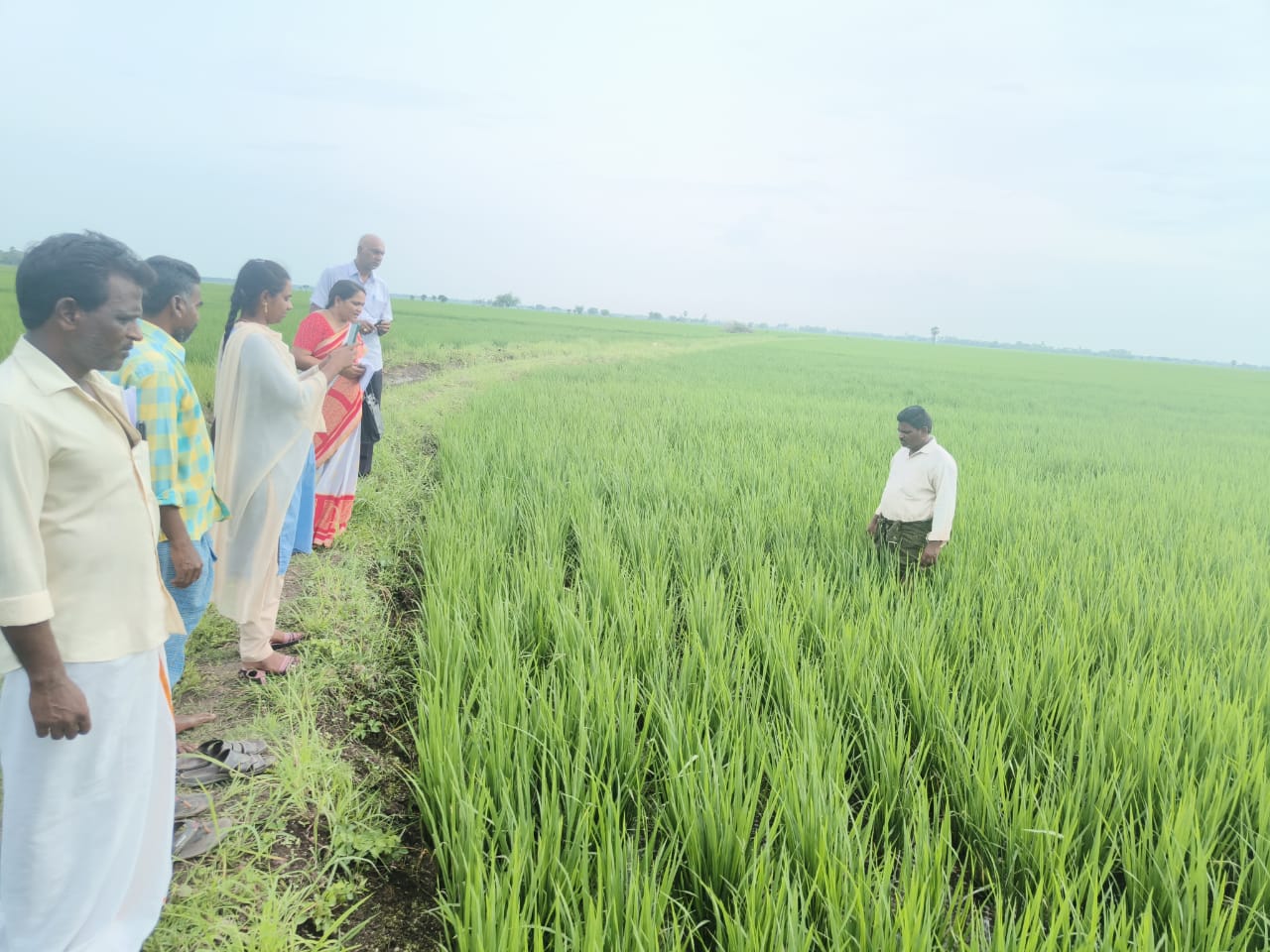 పొలాలపై అక్కడక్కడ ఆకు ముడత పురుగు