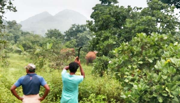 గిరిశిఖర గ్రామాల్లో గజరాజుల సంచారం