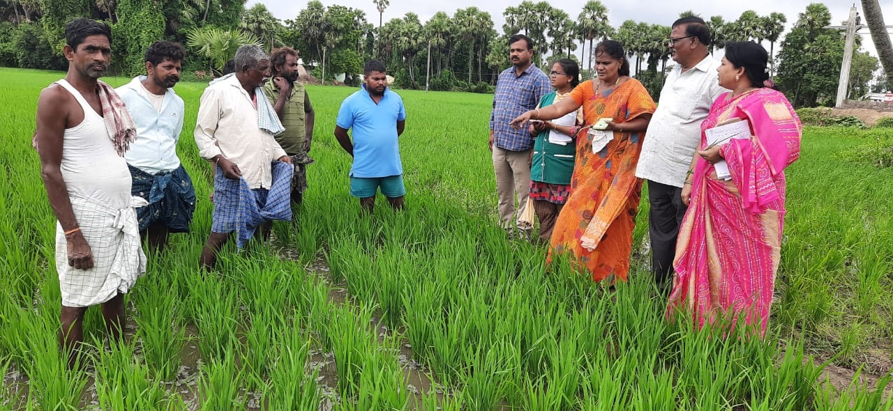 వరి పొలాలను పరిశీలిస్తున్న బాపట్ల వ్యవసాయ శాఖ అధికారులు, శాస్త్రవేత్తల బృందం