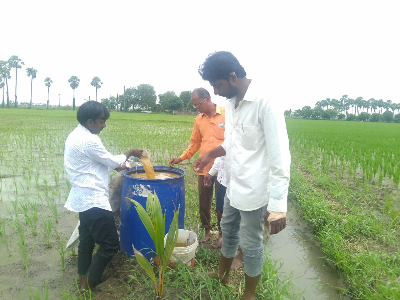 ద్రవ జీవామృతం తయారు చేసే విధానం