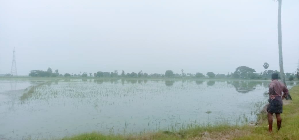 భట్టిప్రోలు ముంపుకు గురైన  వరి పొలాలు