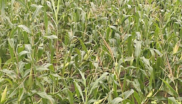 దెబ్బతిన్న మొక్కజొన్న