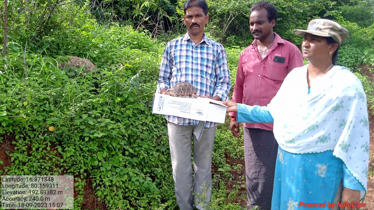 అరుదైన తాబేలు