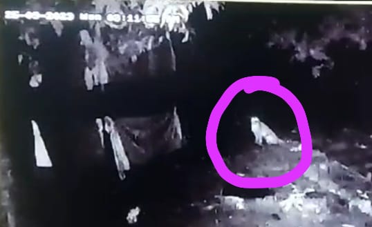 సిసి కెమెరాలకు చిక్కిన పులి 