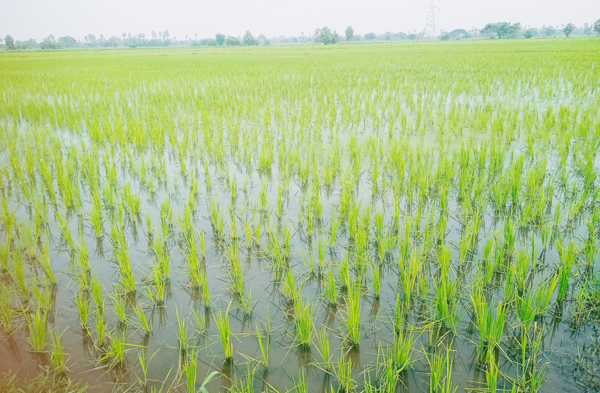 ఖరీఫ్ కు సాగు చేసిన వరి పంట
