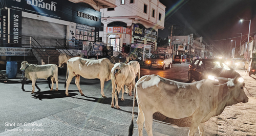రైల్వే స్టేషన్ సెంటర్ రోడ్డుకు అడ్డంగా ఉన్న ఆవులు