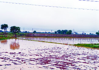 ఎడతెరిపిలేని వర్షం.. పొలాలు పదును