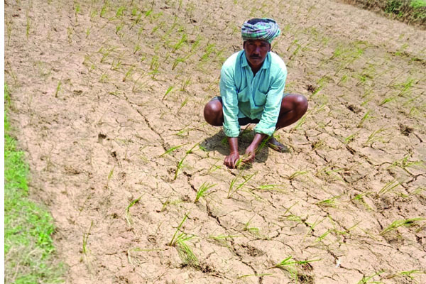 చినుకు రాలదు.. చిగురు నవ్వదు..