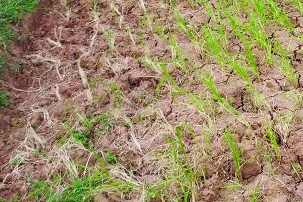 అందని నీరు.. ఎండిన పైరు..