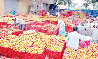మదనపల్లె మార్కెట్‌కు వచ్చిన టమోటాలు