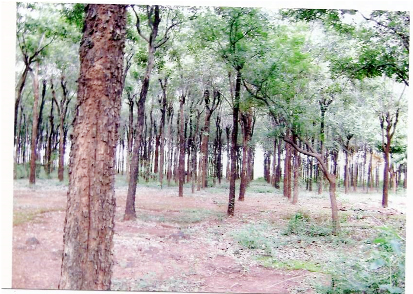 'ఎర్ర' సంపదకు కౌంట్‌ డౌన్‌