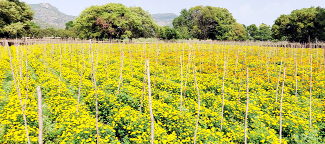 నష్టాల ఊబిలో బంతి రైతులు