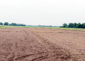 పచ్చిగడ్డి లేని పంట పొలాలు