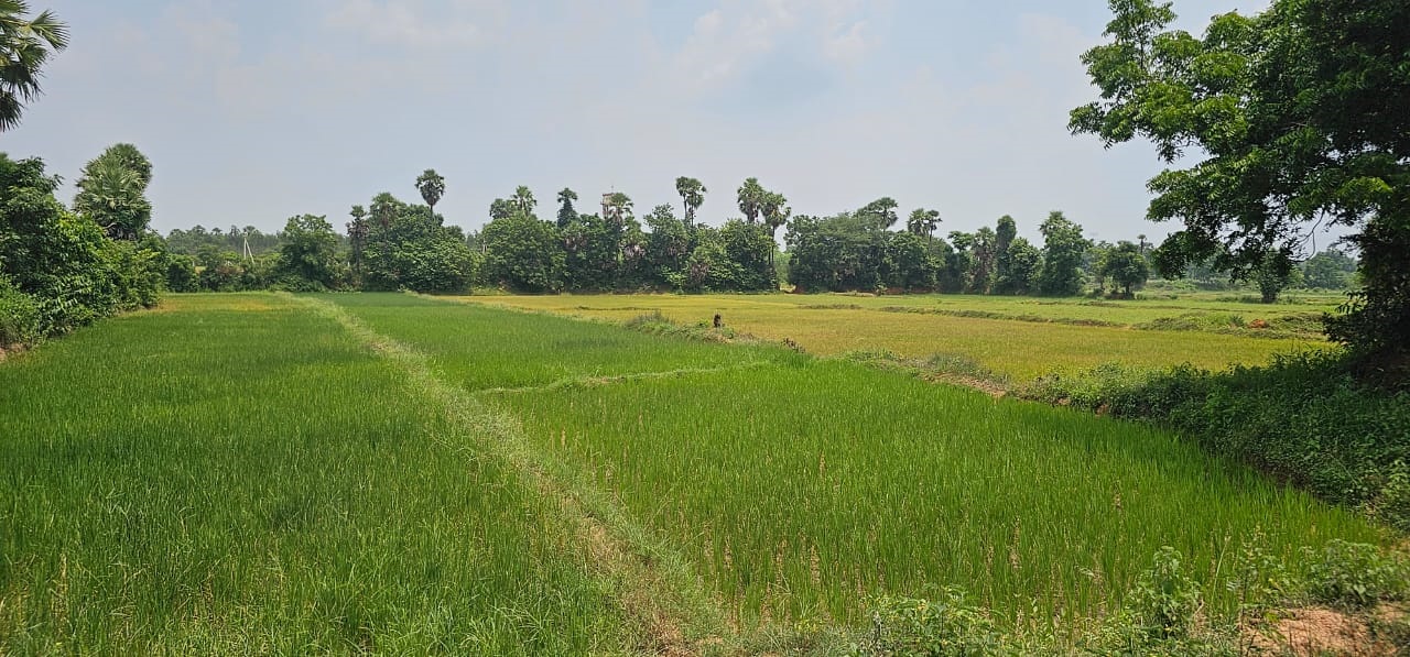 కమ్ముకొస్తున్న కరువు..!