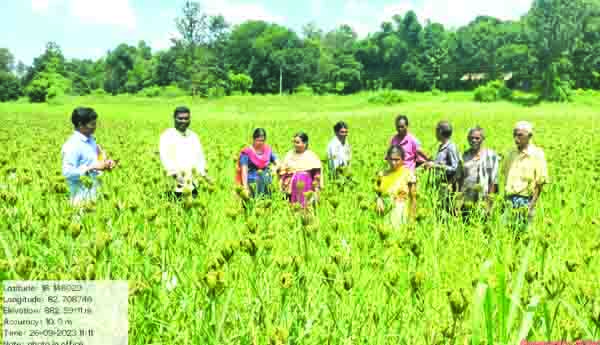 అగ్గి తెగులుపై అప్రమత్తంగా ఉండాలి