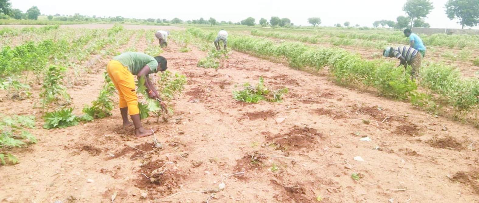 ఎండిపోయిన ఆముదం పంటను తొలగిస్తున్న కూలీలు