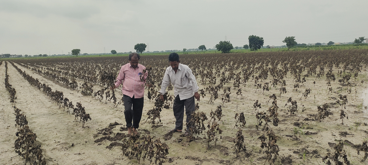 పైరు మొత్తం నాశనం