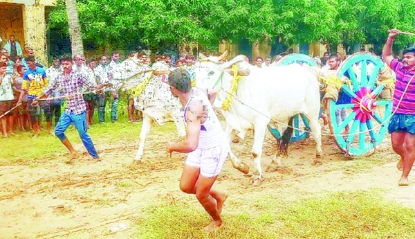 ఉత్సాహంగా ఎడ్ల పోటీలు