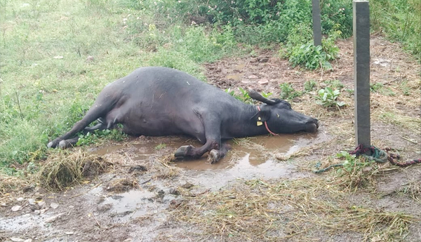 buffalo-died-in-brahmam-gari-matam