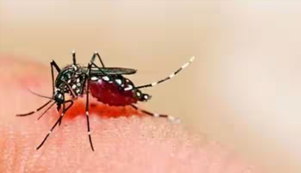 dengue-cases-viral-in-india
