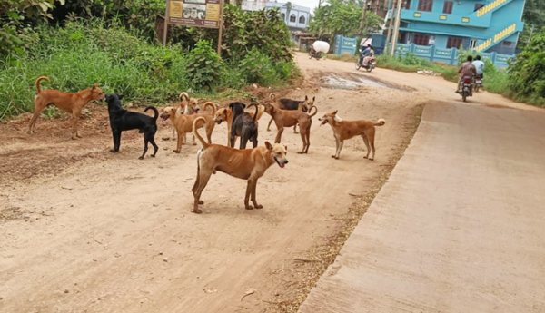 dogs-problem-in-mandapeta