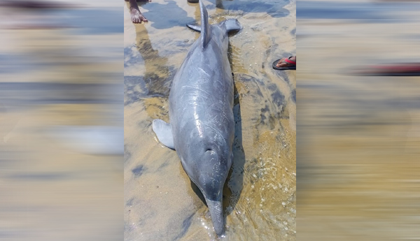 dolphin-at-sea-coast