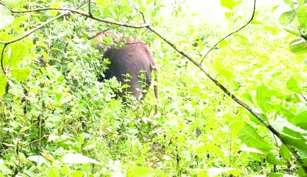 మంత్రజోల సమీపాన ఒంటరి ఏనుగు సంచారం