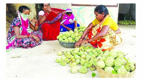 సీతాఫలం..పోషకాల నిలయం