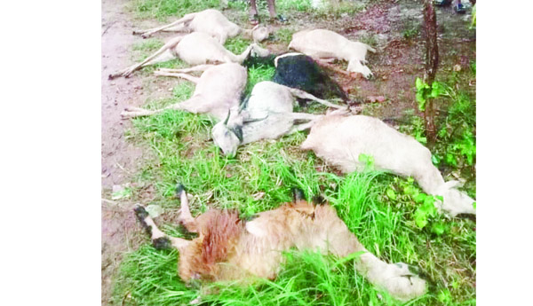 పిడుగుపడి 8మేకలు మృతి