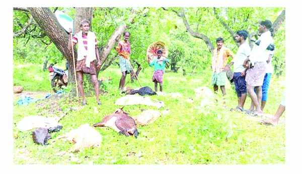 పిడుగుపాటుకు 9 మేకలు, రెండు గొర్రెలు మృతి